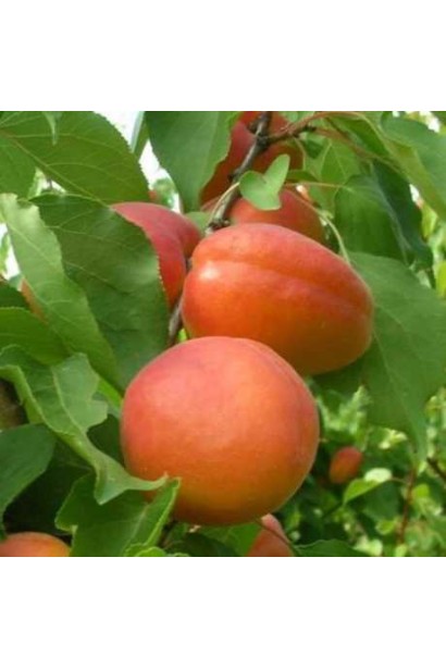 Стиглі абрикоси Леді Кот 